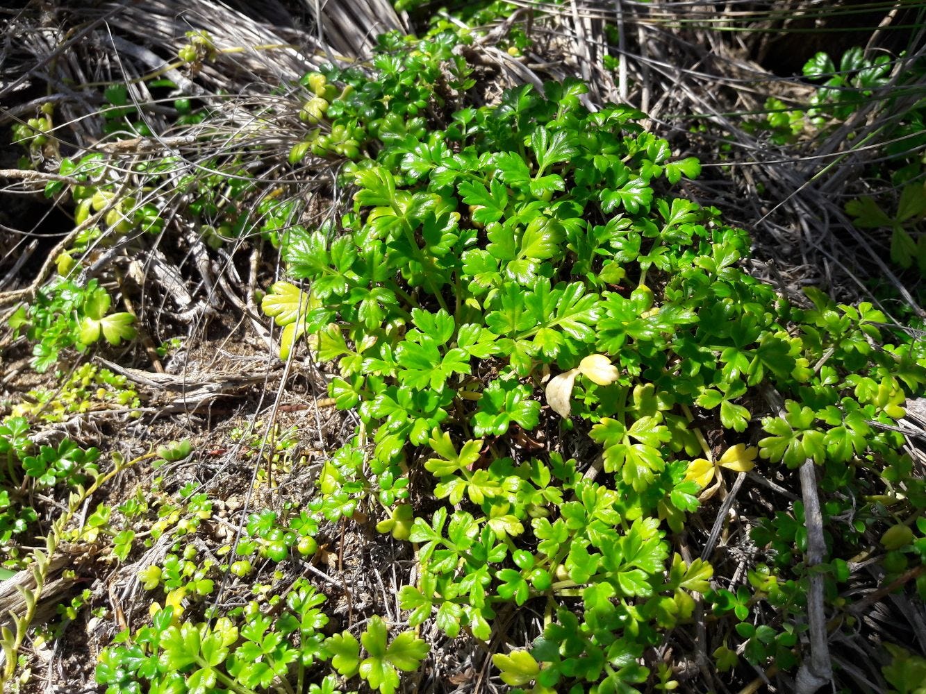 Apium prostratum [Plant - The Grotto, VIC, 2022] sml.jpg
