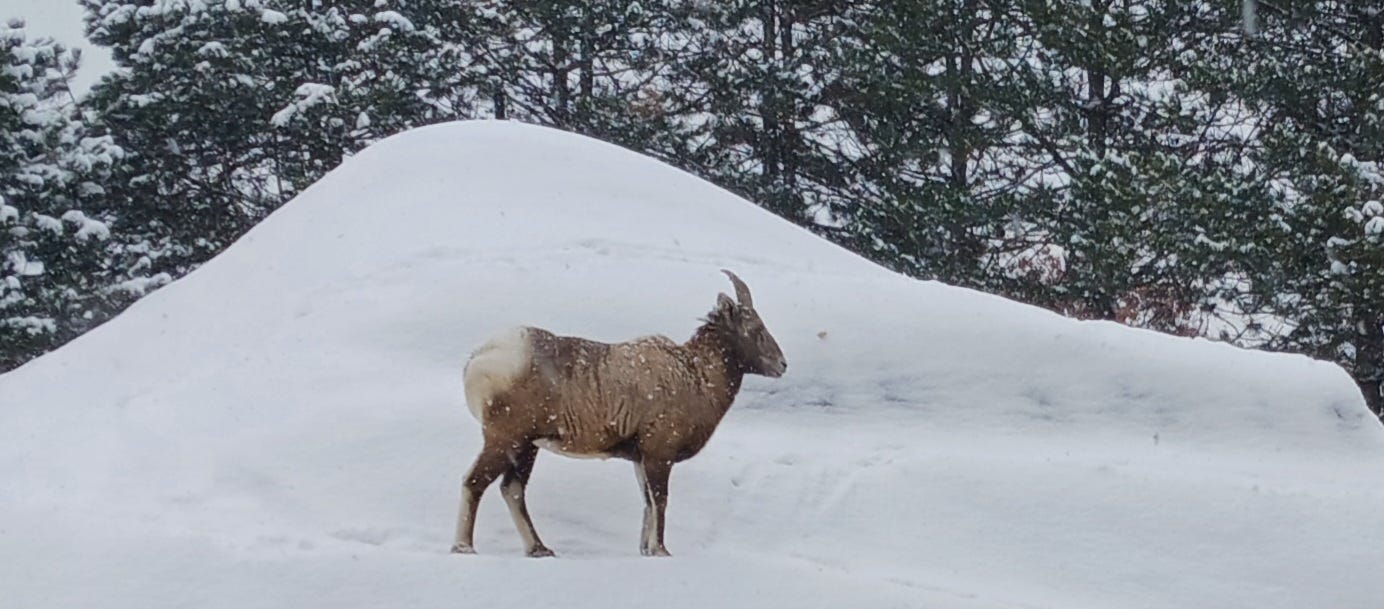 A Rocky Mountain big horn sheep stands on a snow-covered rocky outcropping as flakes fly around her.