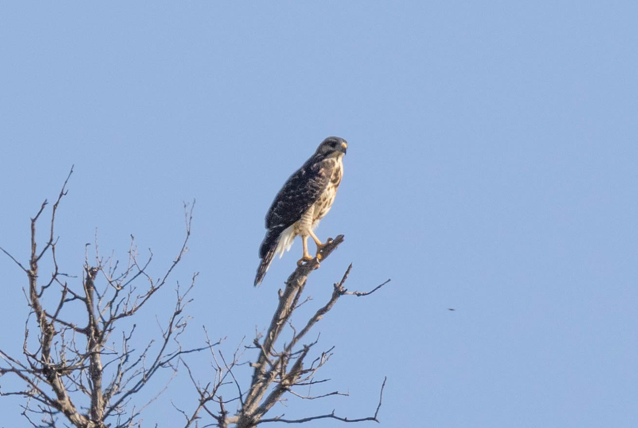 a streaky-bellied small hawl sitting in a bare tree against a blue sky, facing right