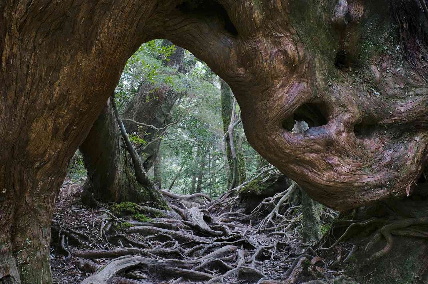 8 of the Oldest Forests in the World