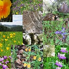 Green Wednesday: Moore Creek and Growing Herbs in Napa Valley