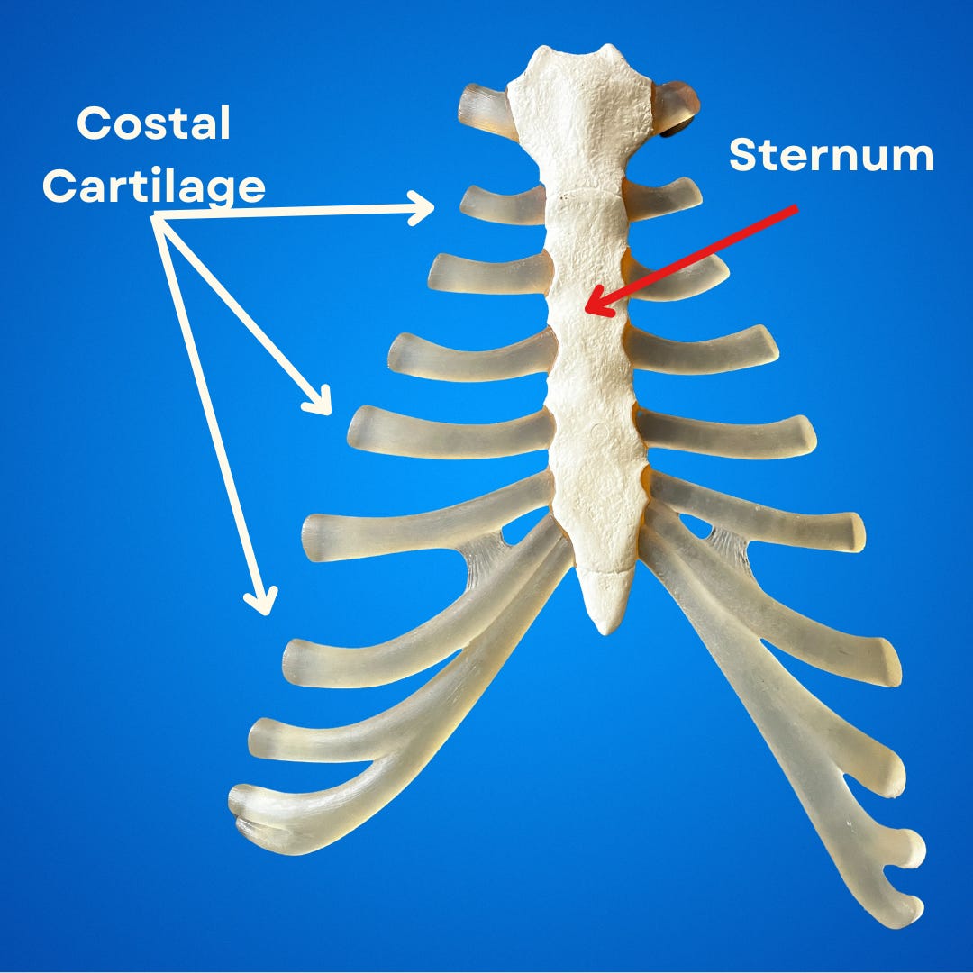 Sternum And Ribs Anatomy
