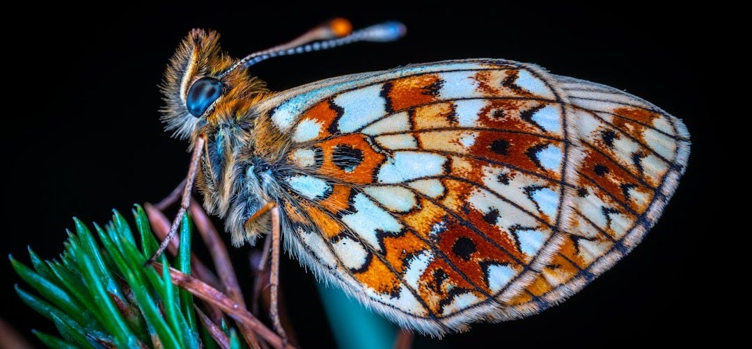 orange and white butterfly on green and pink plant orange and white butterfly on green and pink plant