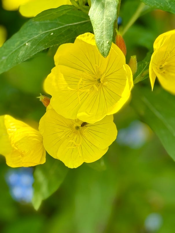 A close up of yellow flowers

AI-generated content may be incorrect.