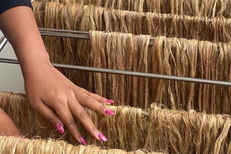 Fibres from Ugandan banana plants, ready to be transformed into biodegradable hair extensions.