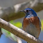 🐦 Sliding Glass Doors
