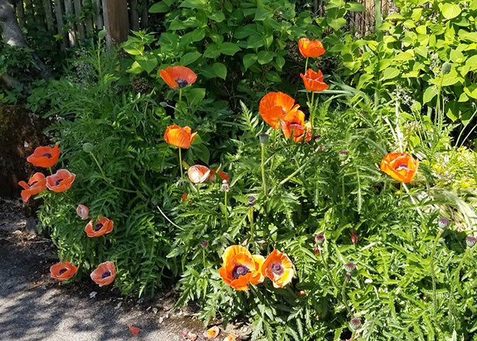 Images of bright red-orange poppies
