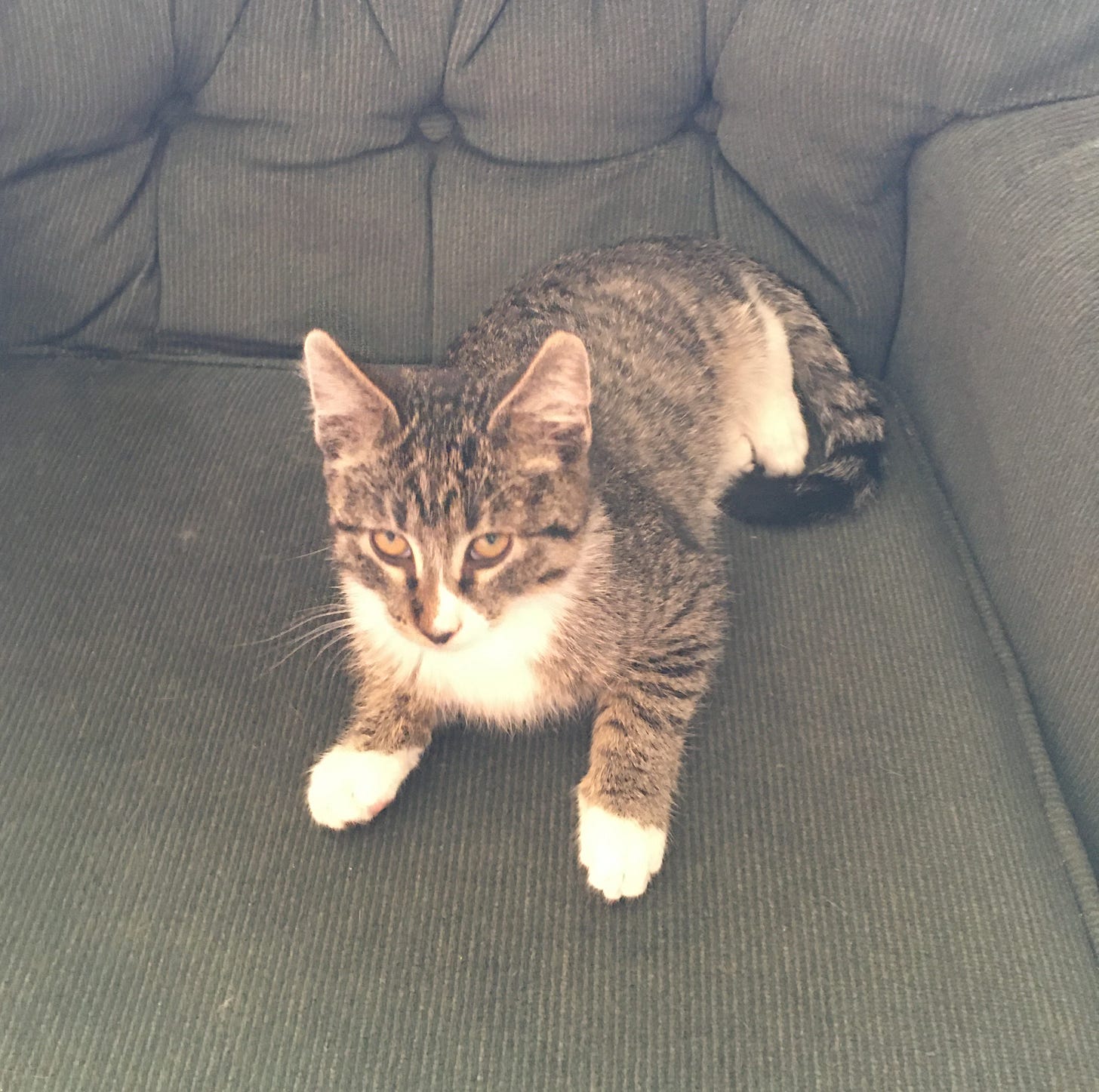 A picture of the Author's other 4 month old kitten relaxing on the recliner that serves as forest canopy, ledge, and one of the mountains in the Author's world