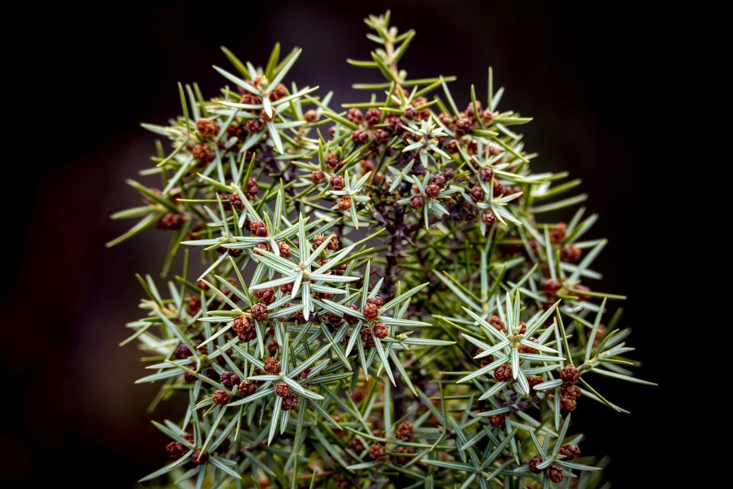 May be a close-up of nature