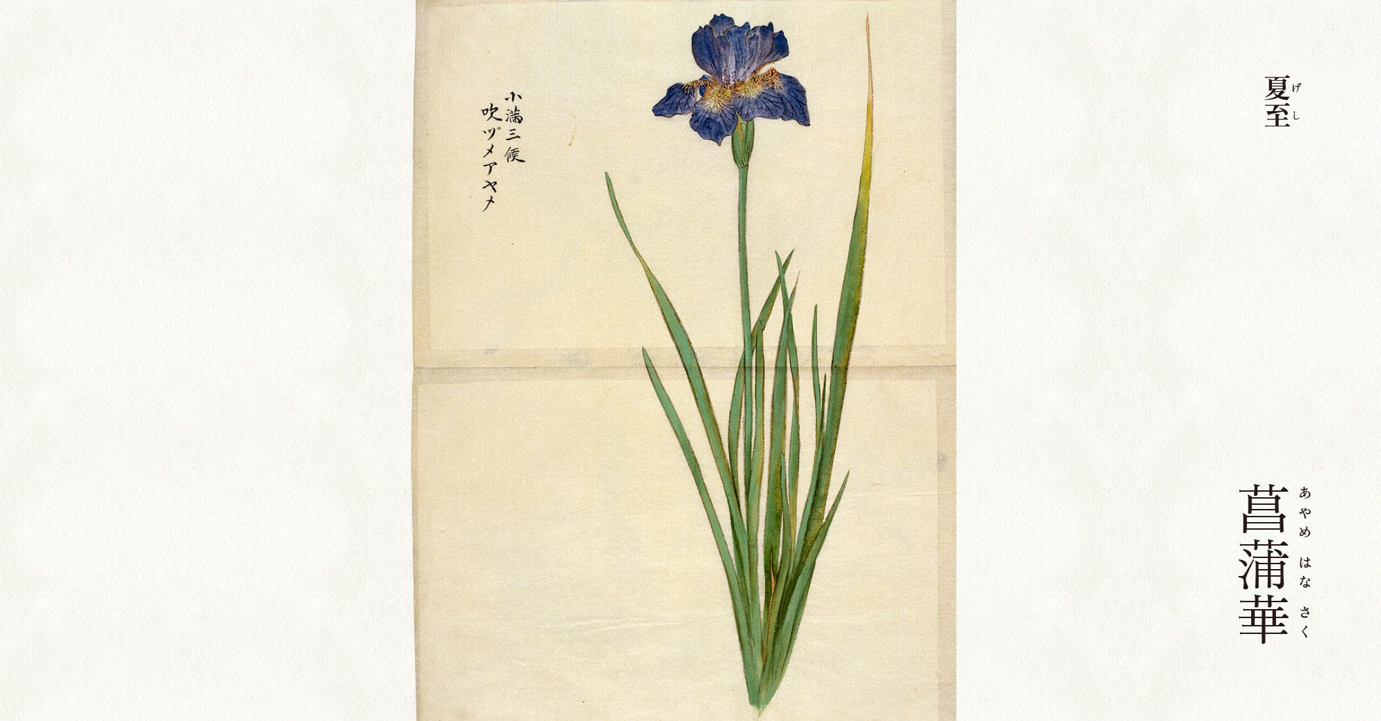Japan's 72 Microseasons - #29 - by Kurashi no Koyomi
