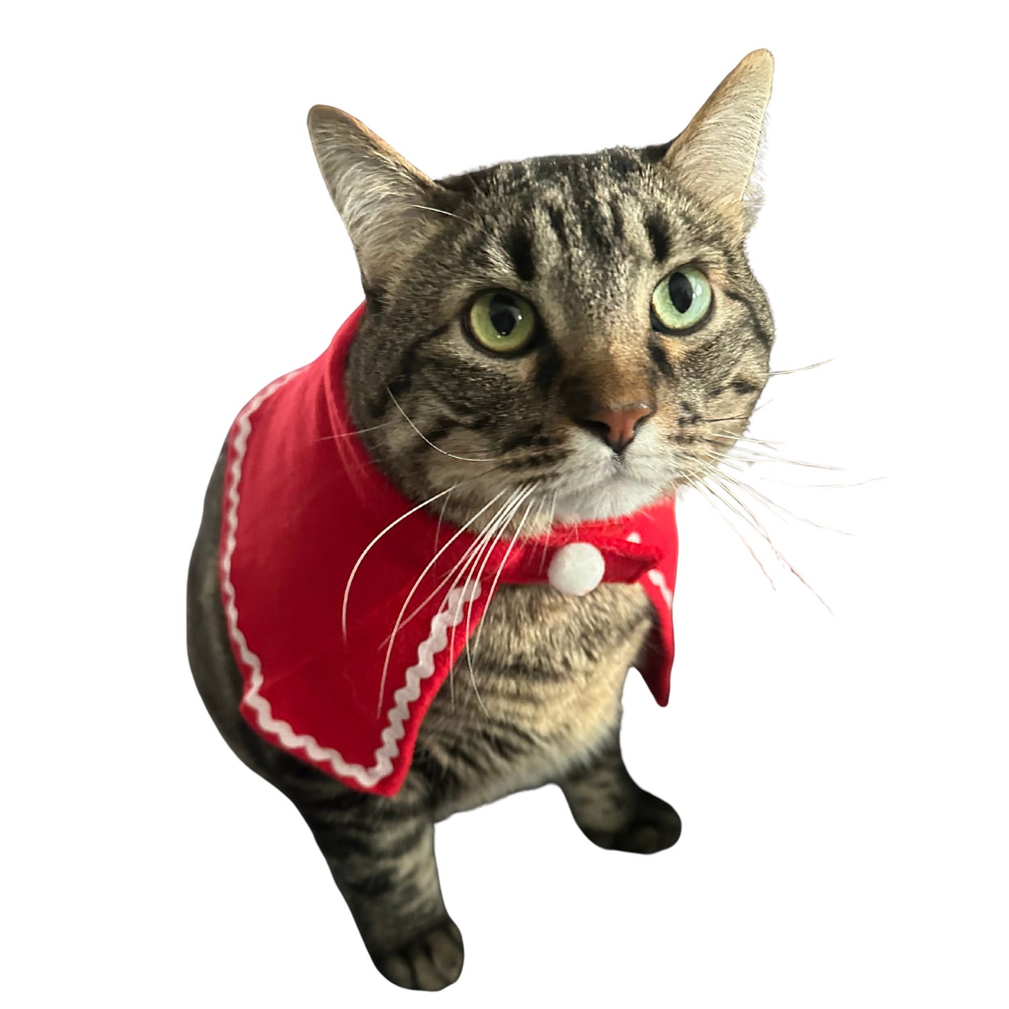 photo of a grey tabby in a red cape photo of a grey tabby in a red cape