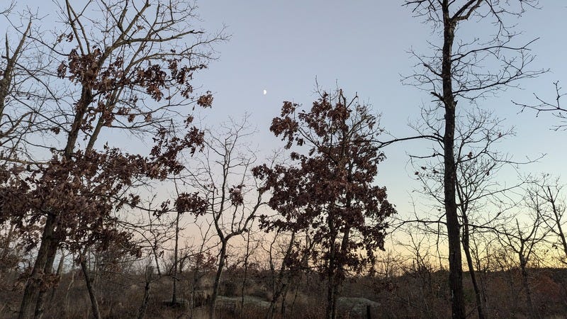 The moon at dusk behind trees