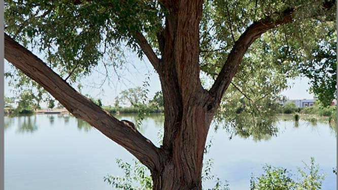Tree by lake original size not quite revealing over sharpening
