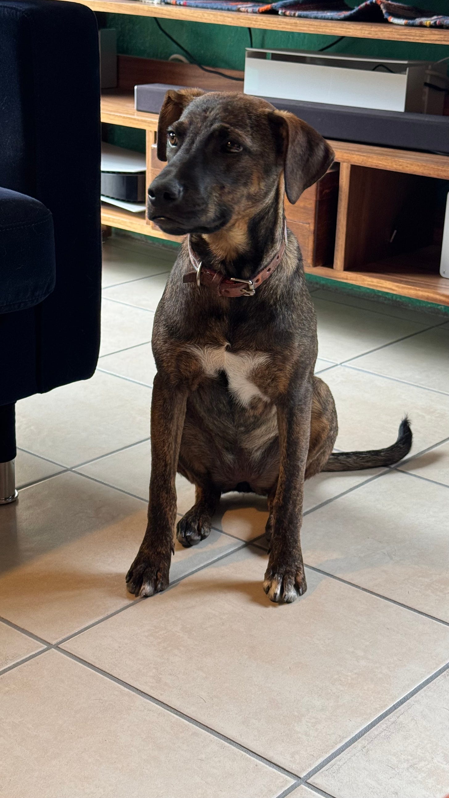 A dog.
