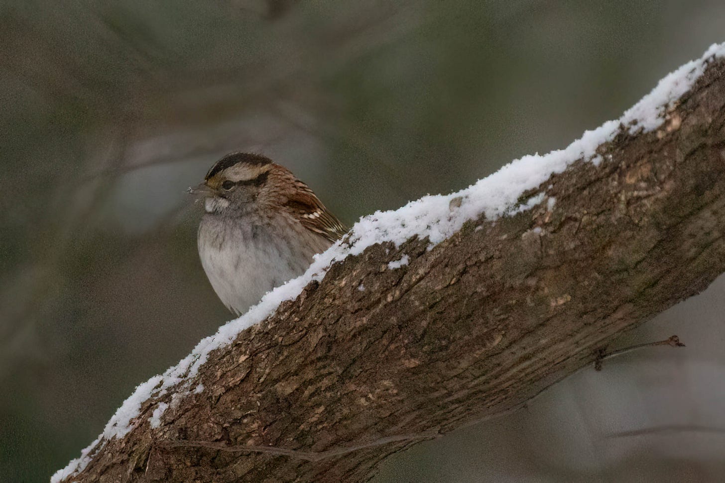 A white-throated sparrow on a tree limb with a thin layer of snow on it. The sparrow has a pale gray-white belly with gray and beige streaks, back and wings streaked with different browns, a pale gray hear with dark brown and white stripes, bright yellow lores (spot by the eye) and a conspicuous bright white throat, as bright as the snow.