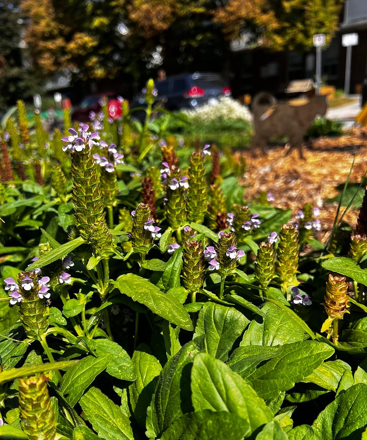 Four pictures of young plants growing in a garden of wood chips.