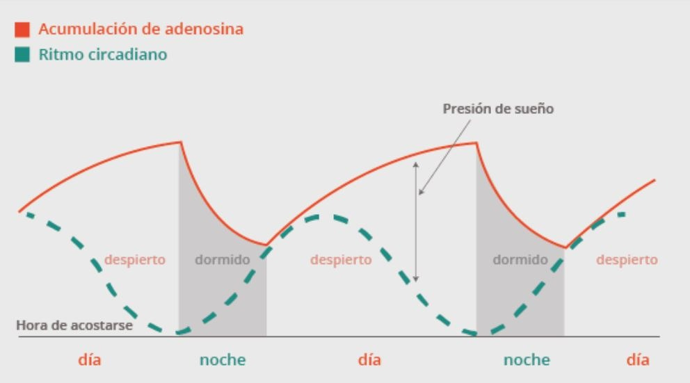 Presión del sueño y ritmo circadiano Presión del sueño y ritmo circadiano
