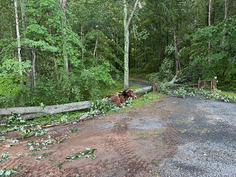 Three side-by-side photos showing storm-damaged oak trees and the resulting firewood. The left photo shows a large oak tree that fell across a driveway, blocking the path. The center photo shows another fallen oak tree on the opposite side of the driveway, with branches and trunk sections that need to be cut up. The right photo shows a pile of cut and split wood stacked on pallets near the edge of the woods after cleanup began.