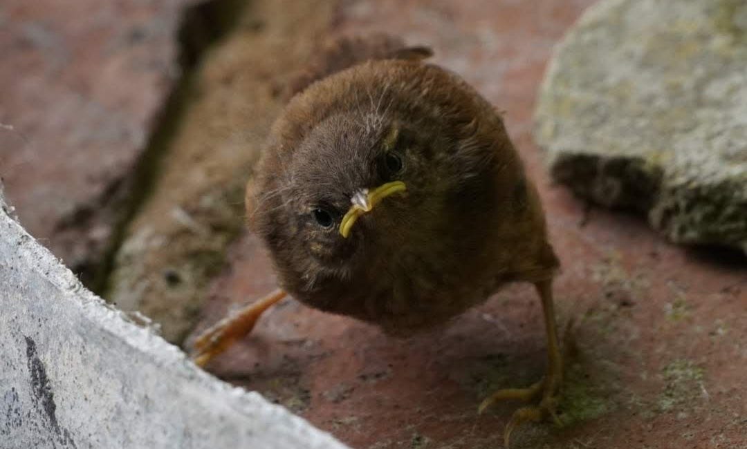 The Wrens Who Came To Stay 