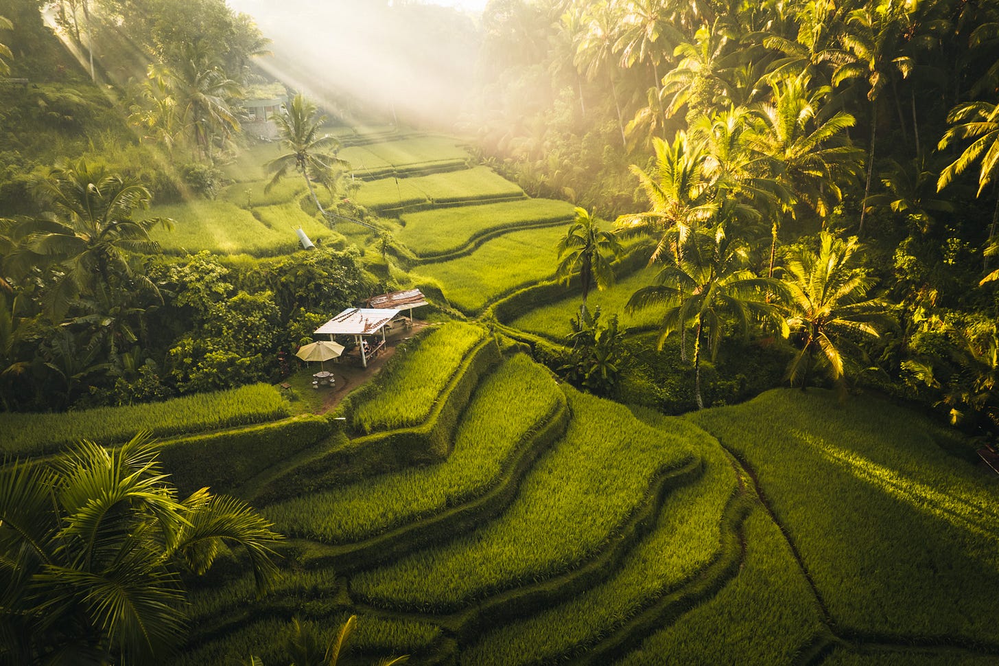 Drone photo of rice fields in Bali