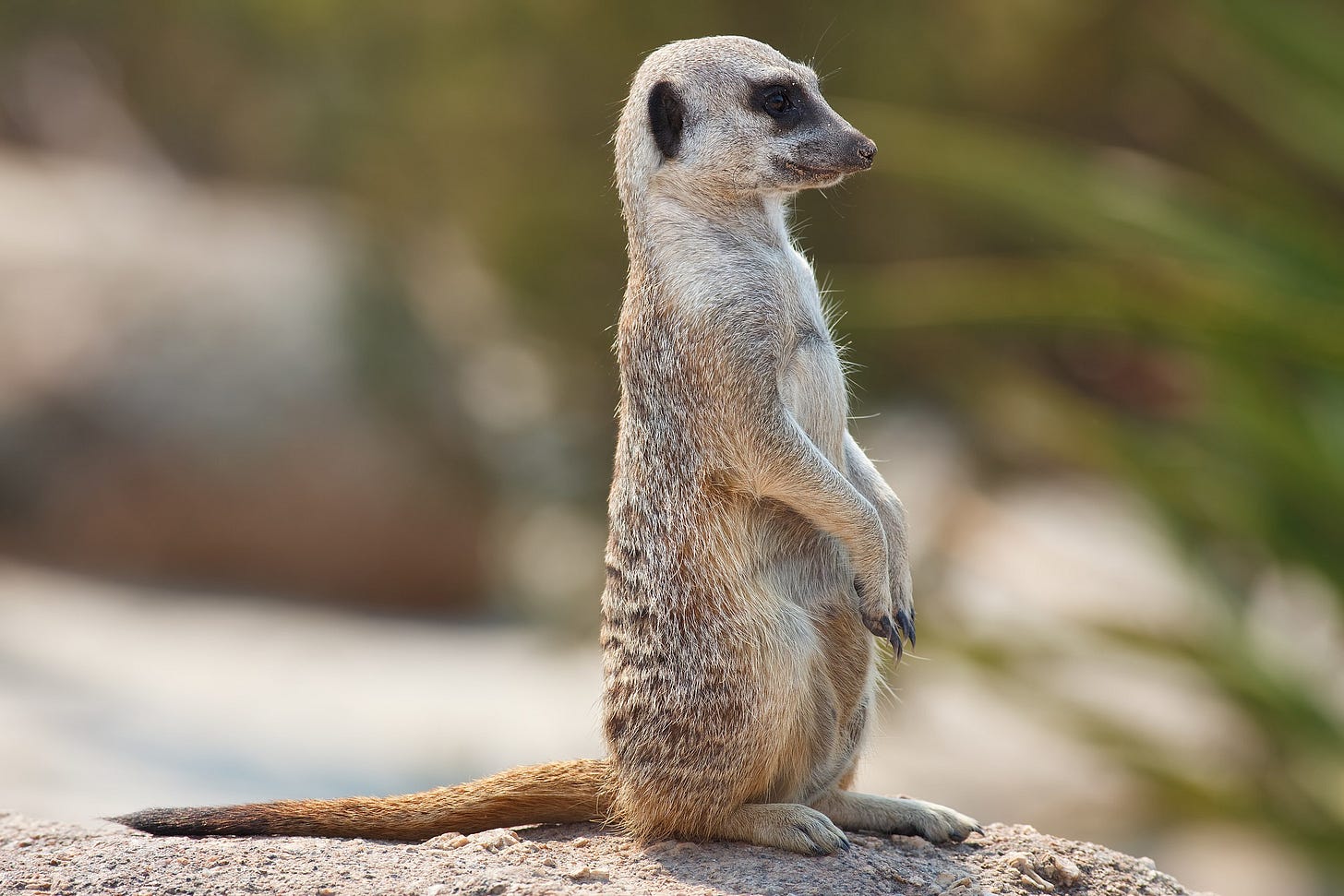 File:Meerkat feb 09.jpg - Wikipedia File:Meerkat feb 09.jpg - Wikipedia