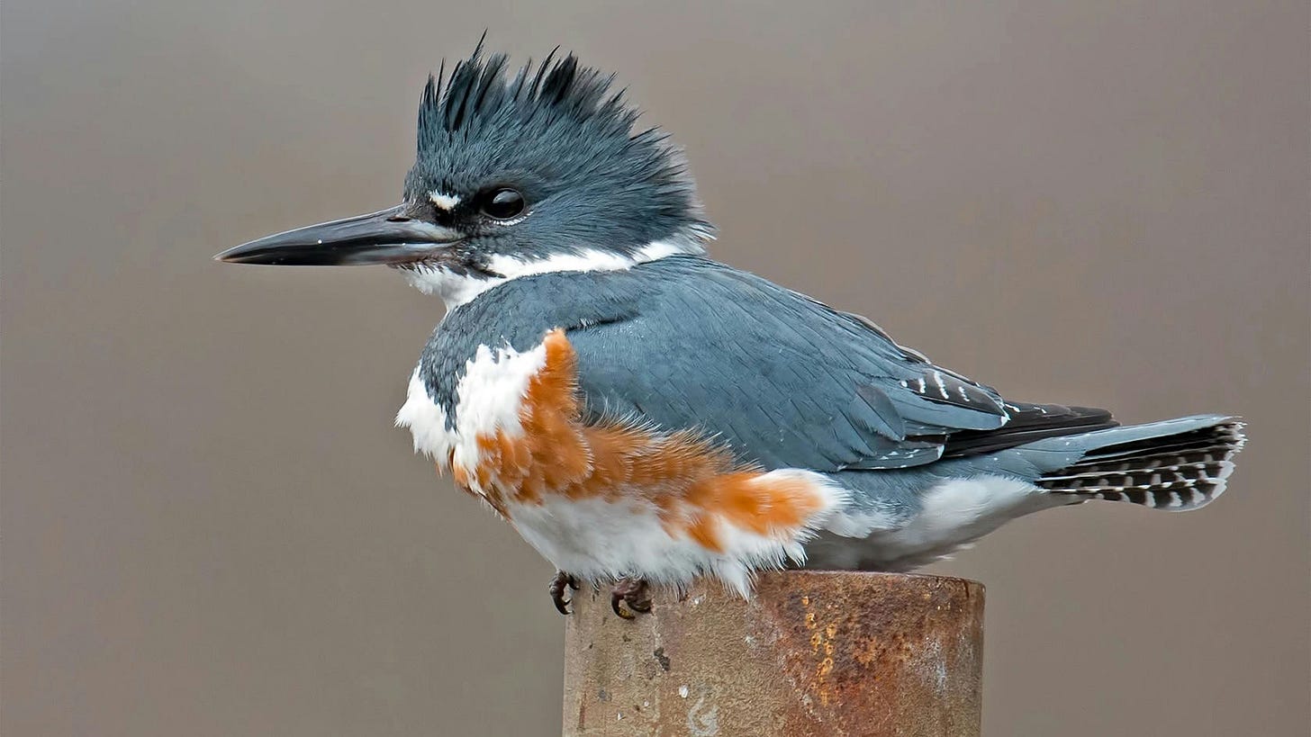 Kingfisher.jpg