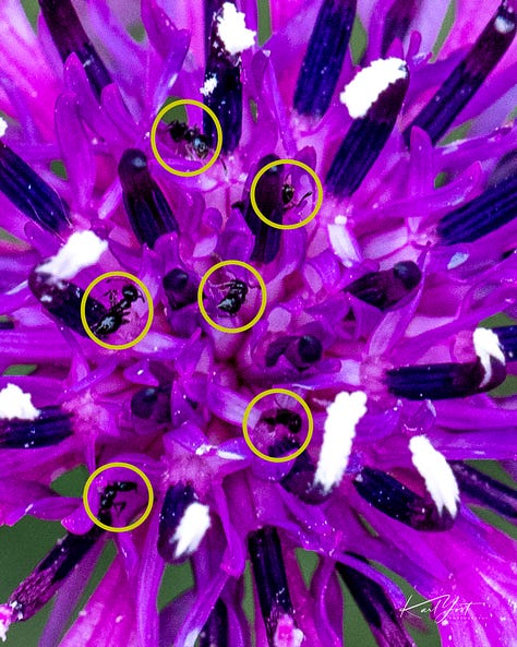 flowers with various insects on them or approaching