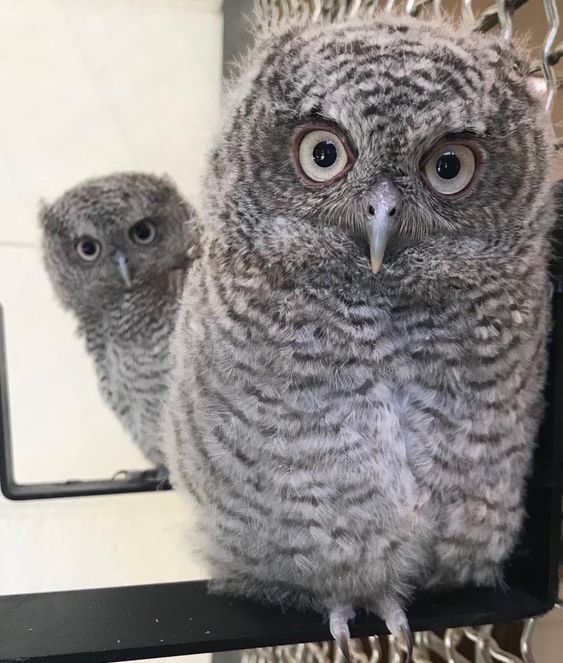 Letters from The Entanglement