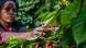 A woman picks ripe coffee berries A woman picks ripe coffee berries
