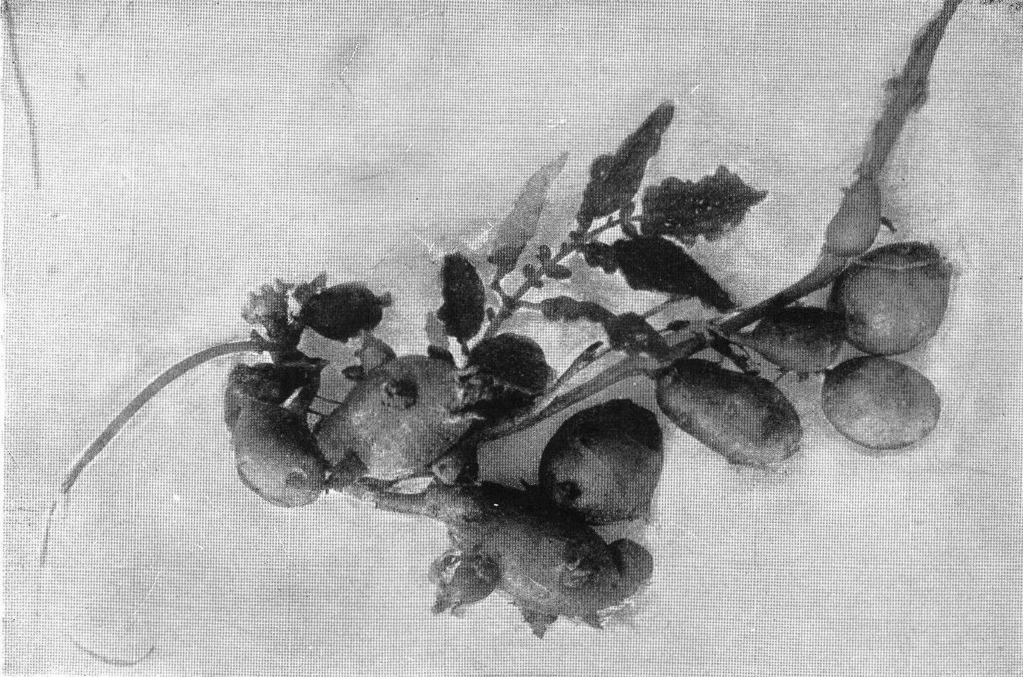 pomato — 'Potato Caused to Grow on Tomato Vine,' from The New Student's Reference Work / public domain (Wikimedia Commons)