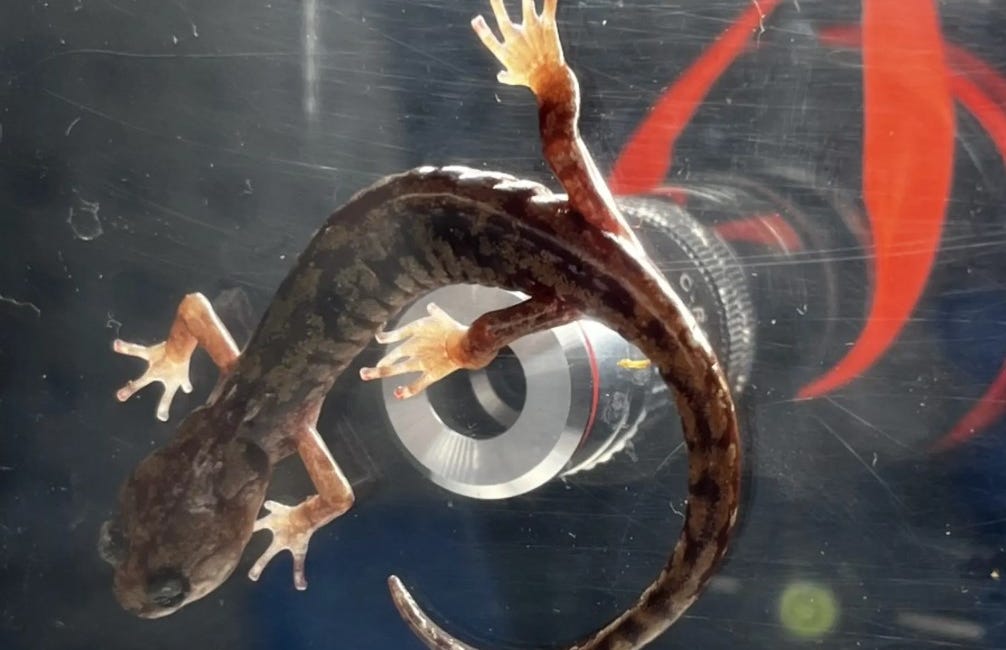One Planet News: Salamander superpower is new to science
