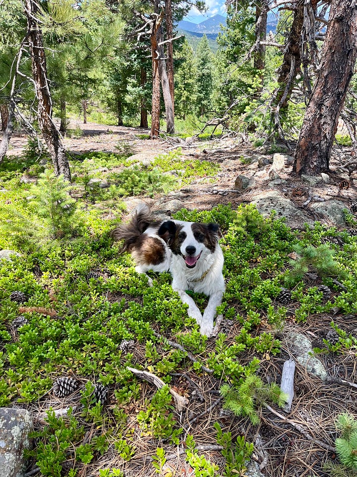 a happy dog standing in a river and laying down in a forested area