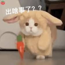 小猫咪出啥事了? 可爱小兔玩偶手持胡萝卜一脸懵，配文“出啥事了？”表情包图片gif动图- 求表情网,斗图从此不求人!