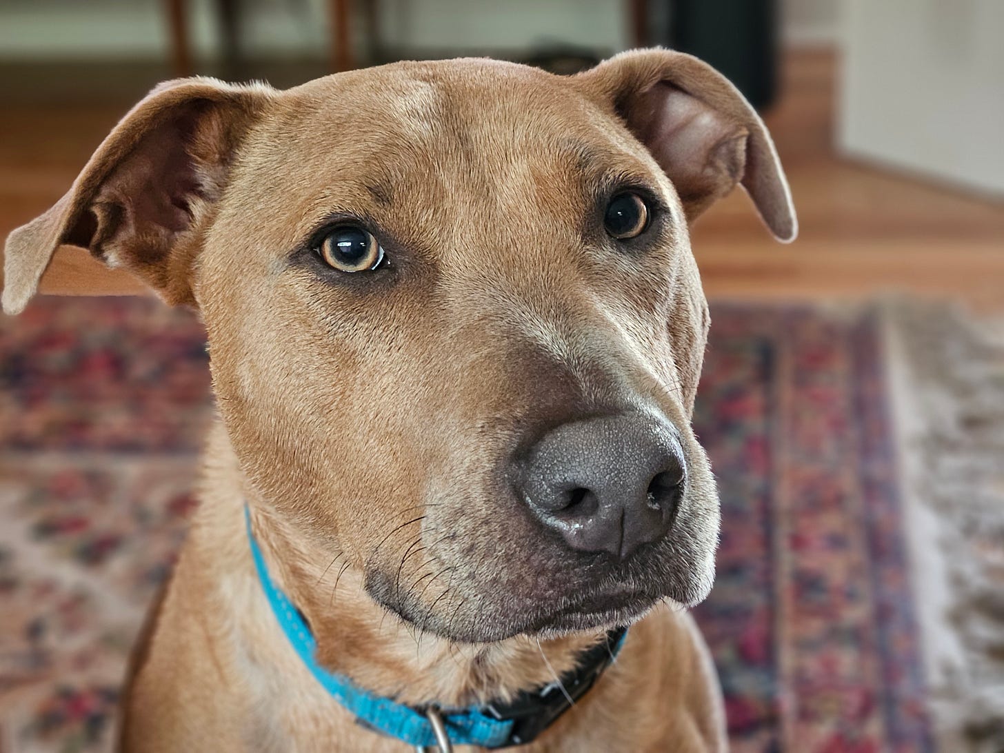 Does this look like a face that takes “I need to prepare for pods” as an excuse for not walking? Does this look like a face that takes “I need to prepare for pods” as an excuse for not walking?