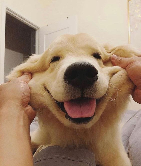 50 Adorable Golden Retriever Puppy Photos Always Pets, 59% OFF