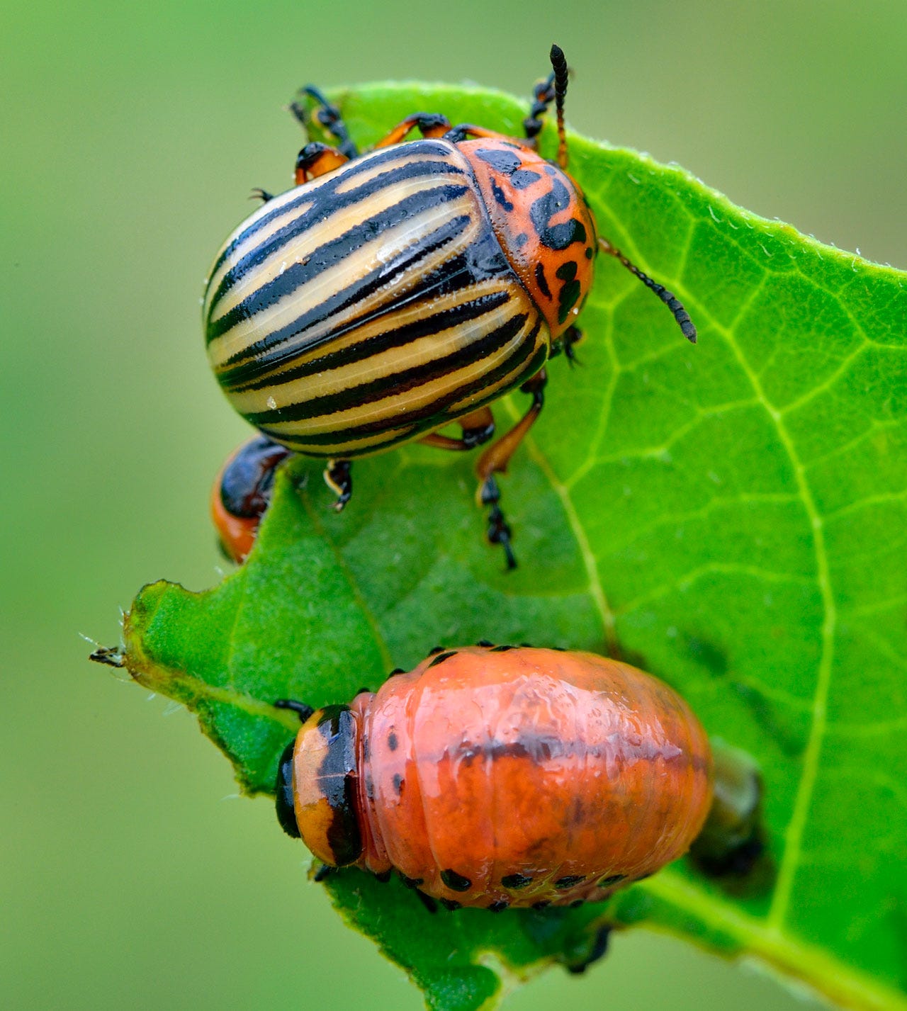 Beetle and beetle larva on a partially-eaten leaf. The beetle has yellow and black vertical stripes on its wings and a red-orange head with black dots. The larva is slightly smaller and is red-orange with a row of black dots down each side.