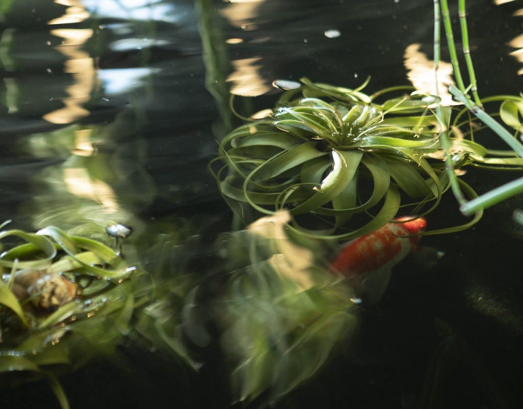 An air plant sits in a koi pond