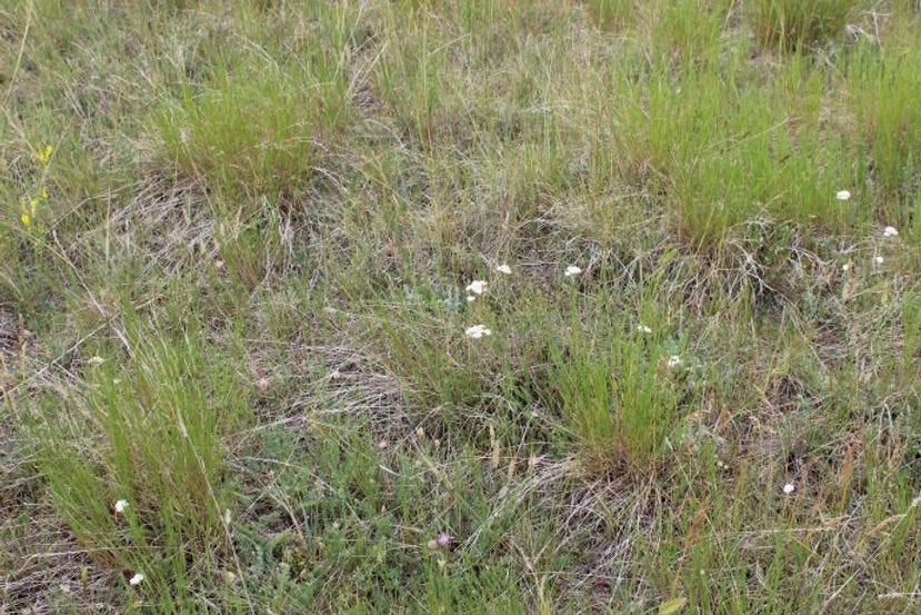 Native prairie, Golden Valley County