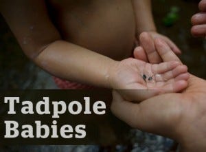 tadpole-300x221