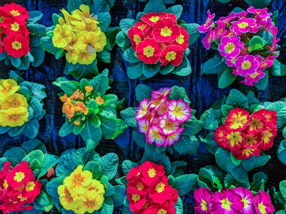 assorted color petaled flowers assorted color petaled flowers