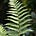 Fern (writing FernMusing)'s avatar