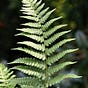 Fern (writing FernMusing)'s avatar