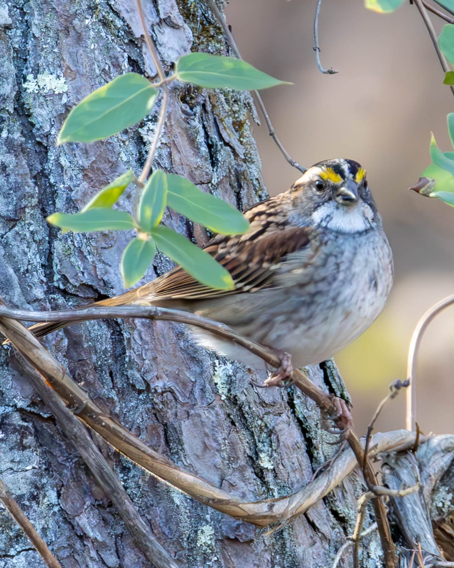 a white-throated sparrow perches in a tree