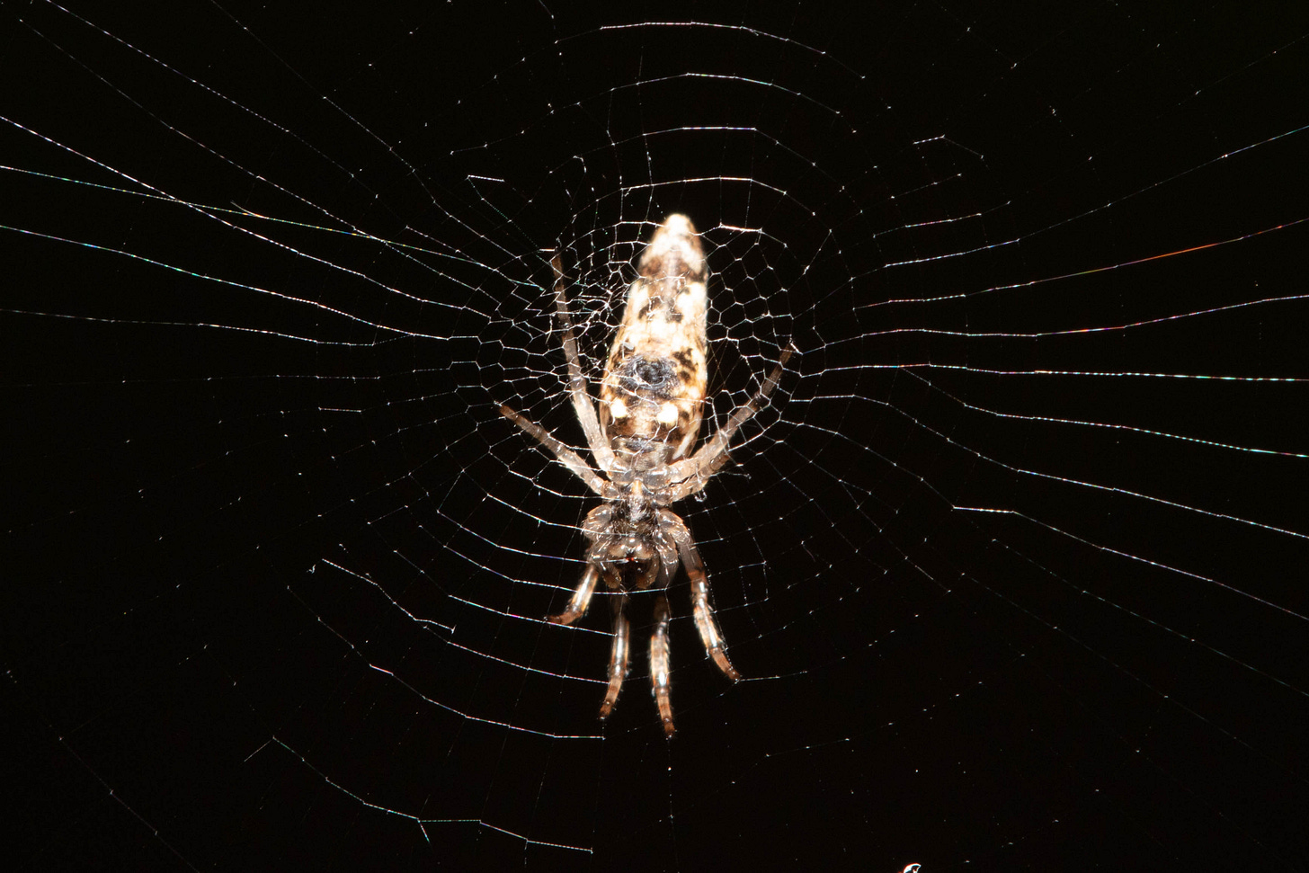Ventral view of a spider in the center of a web against a dark green and black background. The spider has a long abdomen, somewhat cone-shaped, and the spider's body is mottled white and various shades of pale brown.