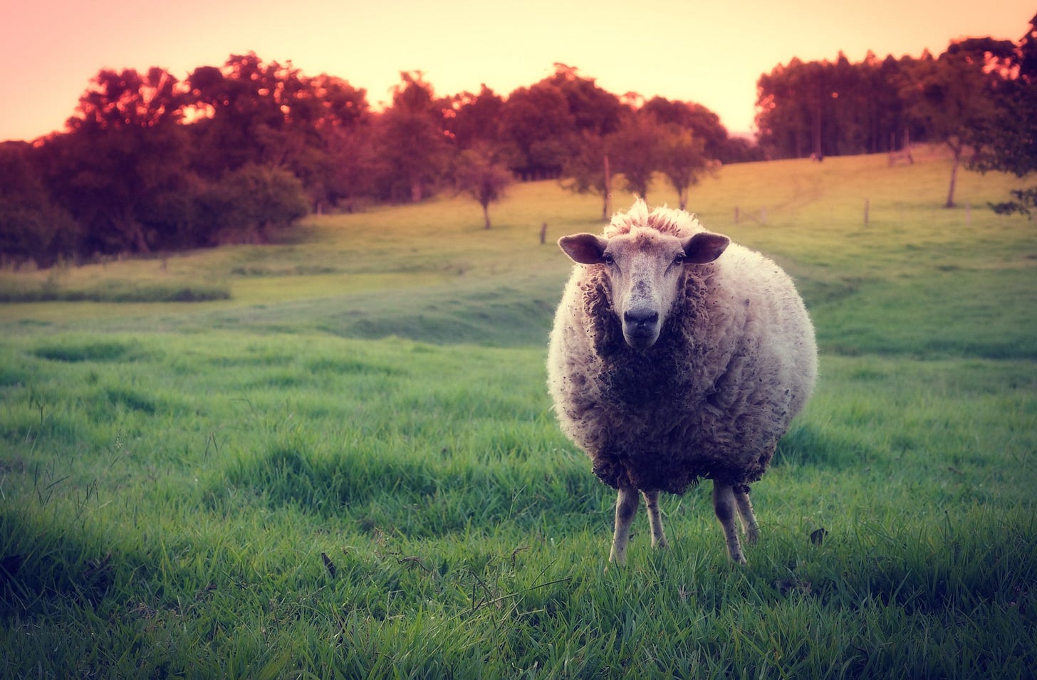 Sound supplement _____Sleeping Sheep