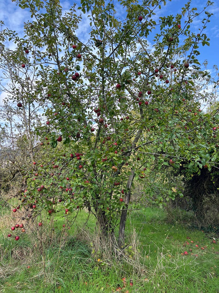 A four-photo collage: an apple tree heavy with small red apples in tall grass; a hand reaching up to pick a red apple from a branch; a golden apple tart on a white plate beside loose apples, a small striped squash, ivy and a painted wooden horse; and two bowls and a cloth tote bag full of freshly picked apples and pears on a terracotta floor.