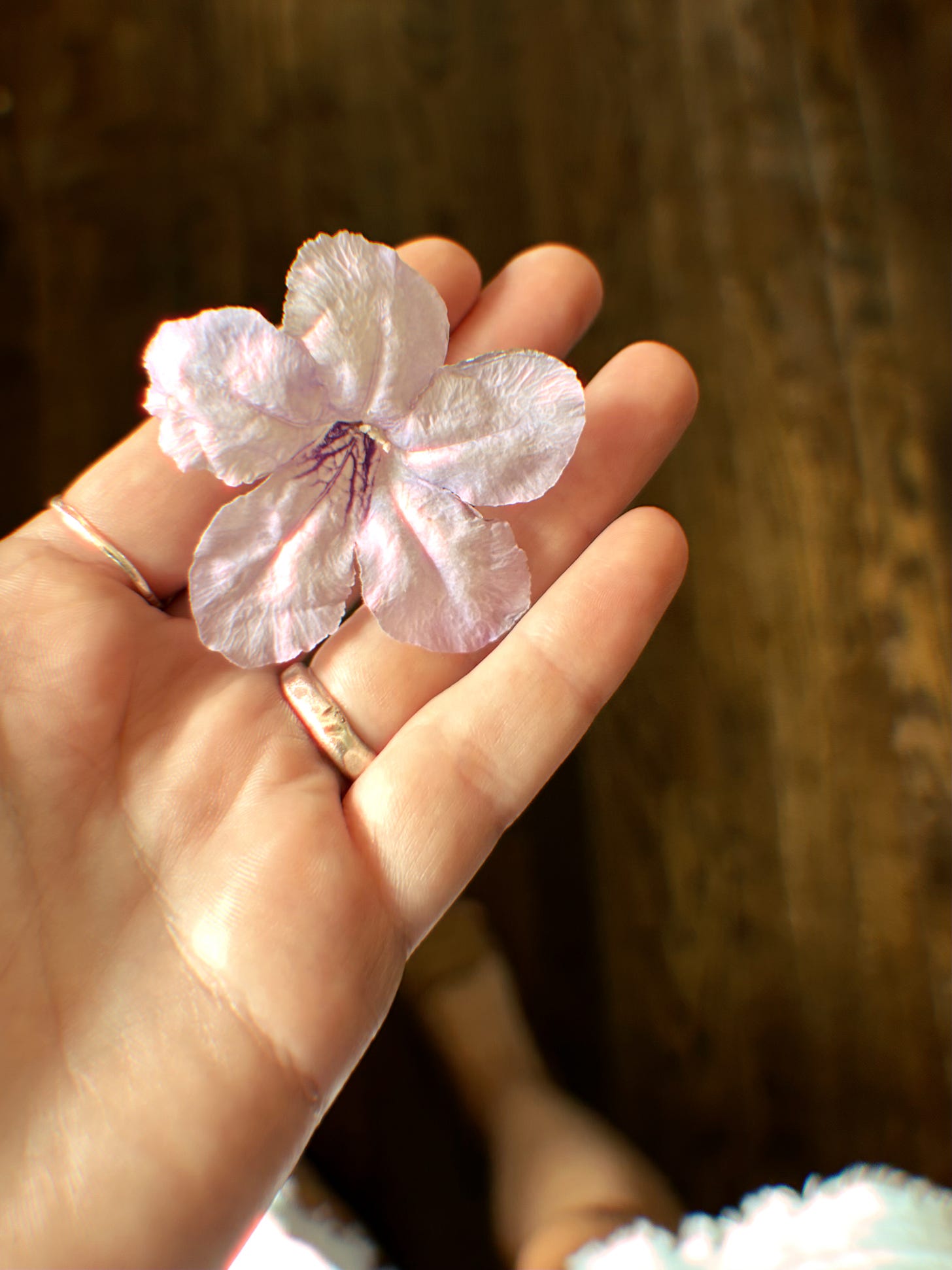 Wild Petunia Wild Petunia