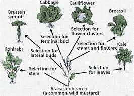 Kohlrabi...it tastes like broccoli stem