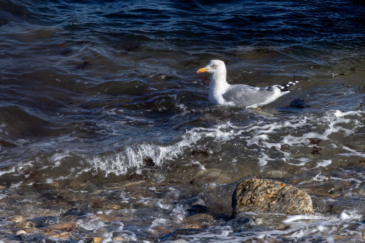 a gull sitting in the surf on a rocky shore. the bird is facing left. it has a slaty-gray back.