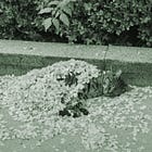 As spring presses upon you